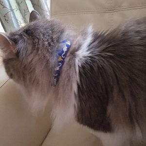 Beastie Band cat collars? General advise about collars?