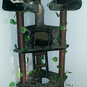 Kitty Mansions Cat trees