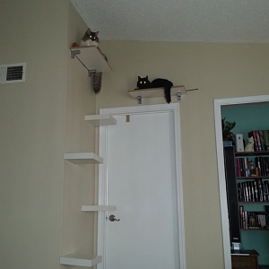 DIY wall-mounted cat obstacles