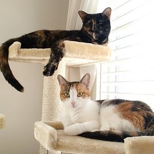 Springtime Kitties! April 2016 Picture Of The Month Contest!
