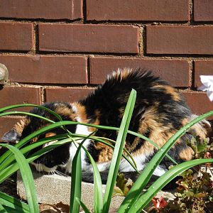 Springtime Kitties! April 2016 Picture Of The Month Contest!