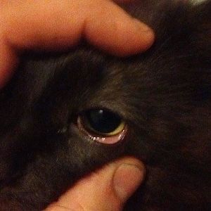 Does a cats eye have some natural redness?