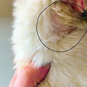 Tresaderm Bald Spots vs. Kitten Shedding