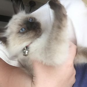 What type of Siamese do I have?