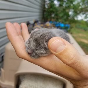 Keeping a kitten alive
