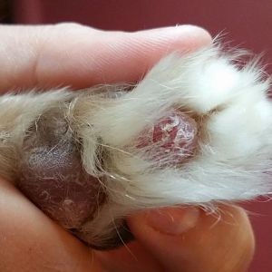 Large pads on cats feets