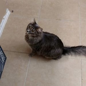 Is my kitten overweight?