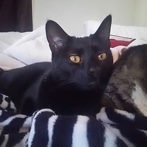 Breeds of my cats?