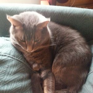 Arcturus' journal: life with a FIV+ cat