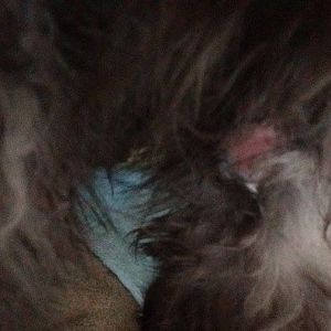 Cleaning up cat wound on leg