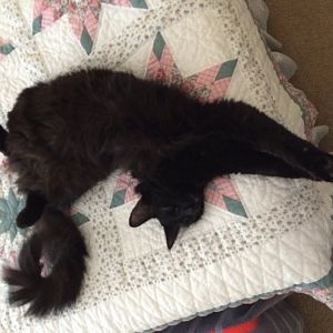My all black foster cat needs a forever home