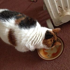 Weird human food enjoyed by Cats