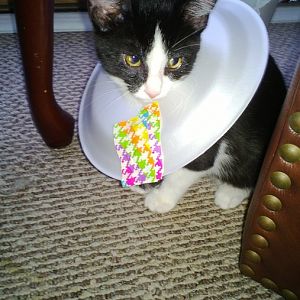 Cats With Things On Them: May 2016 Picture Of The Month