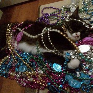 Cats With Things On Them: May 2016 Picture Of The Month