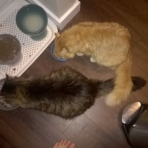 Long haired cat owners help!