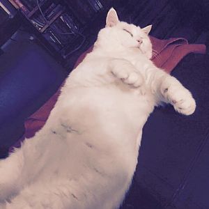 Snowball (aka Fat Cat)