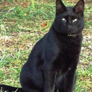 RIP Black Kitty
