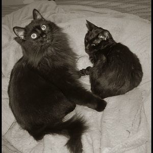 Cats in Black and White (B&W photos)