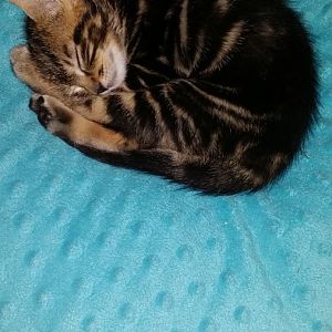 8-9 Month Old Kitten is Pregnant (Help Required!)