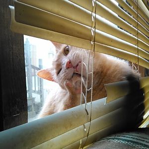 Naughty Cats Photo Contest! June 2016 Picture Of The Month