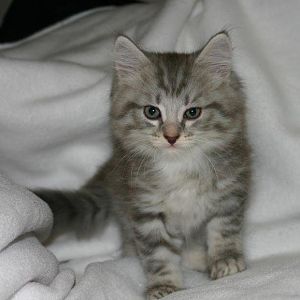 Should I get a little friend for my kitten?