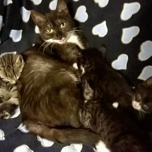 Problem keeping mother cats happy when confined with kittens