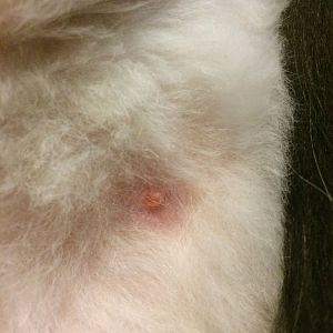 One red nipple on male cat?