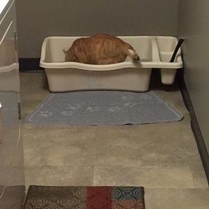 How often do you clean the litter box?