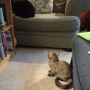 Seeking help with new kitten introduction
