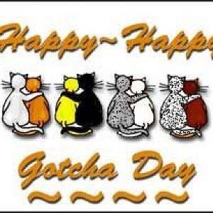 Happy Gotcha Day Happy!