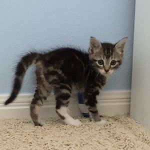 Meet Henry! Foster kitten with broken leg