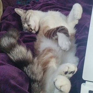 Do Your Cats Sleep In Funny Positions?