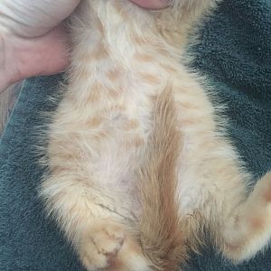 Kitten with bloated belly