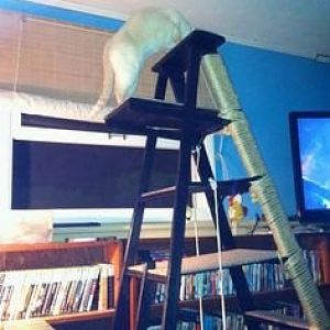 Any cat trees that look like wooden ladders?