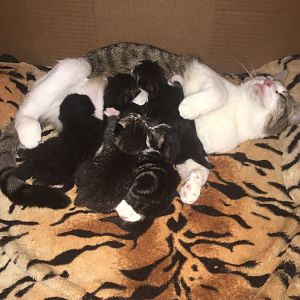 Question about seeing kittens moving