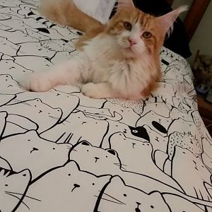 We're New! A Maine Coon Exhibiting Cattery