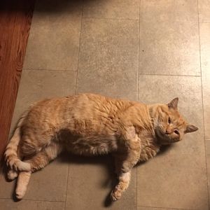Help! My rescue cat keeps hurting me.