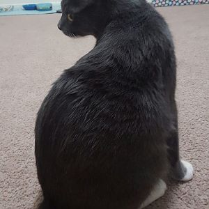 Cats with ROUND Behinds