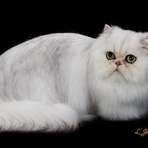 Color of this persian?
