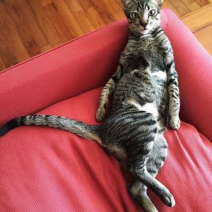 Cats Who Sit Like Humans