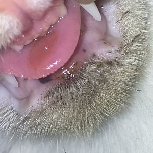 Cats mouth has gooey stuff