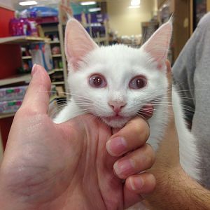 True albino kitten