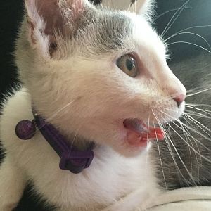 Submit your derpy cat pictures! Picture Of The Month August 2016