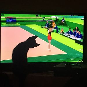 Do your cats like to watch TV?