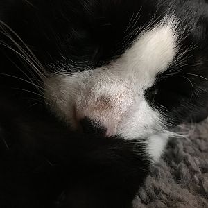 Discoloration on the bridge of my cat's nose