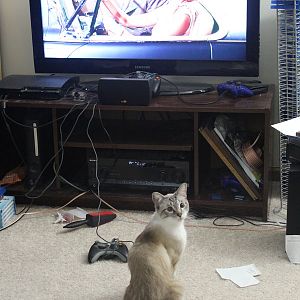 Do your cats like to watch TV?