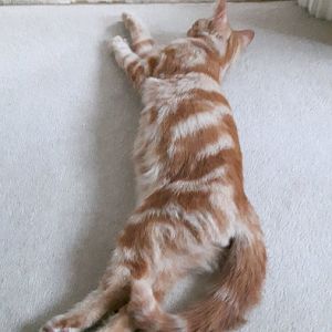5 months ginger kitten - very big ears?!