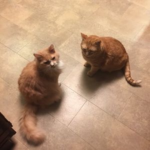 7 months in--update on introducing two cats