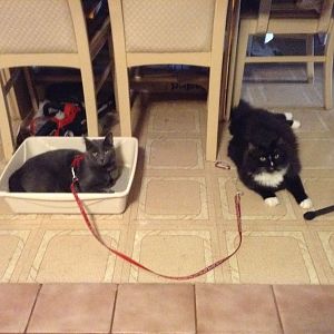 Water Temperature For Kitties