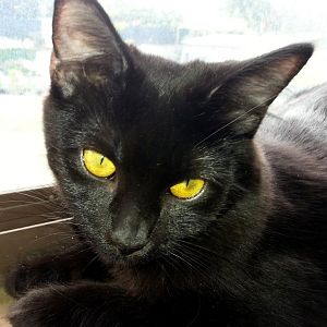 Black Domestic Shorthair or Bombay (or a mix)?